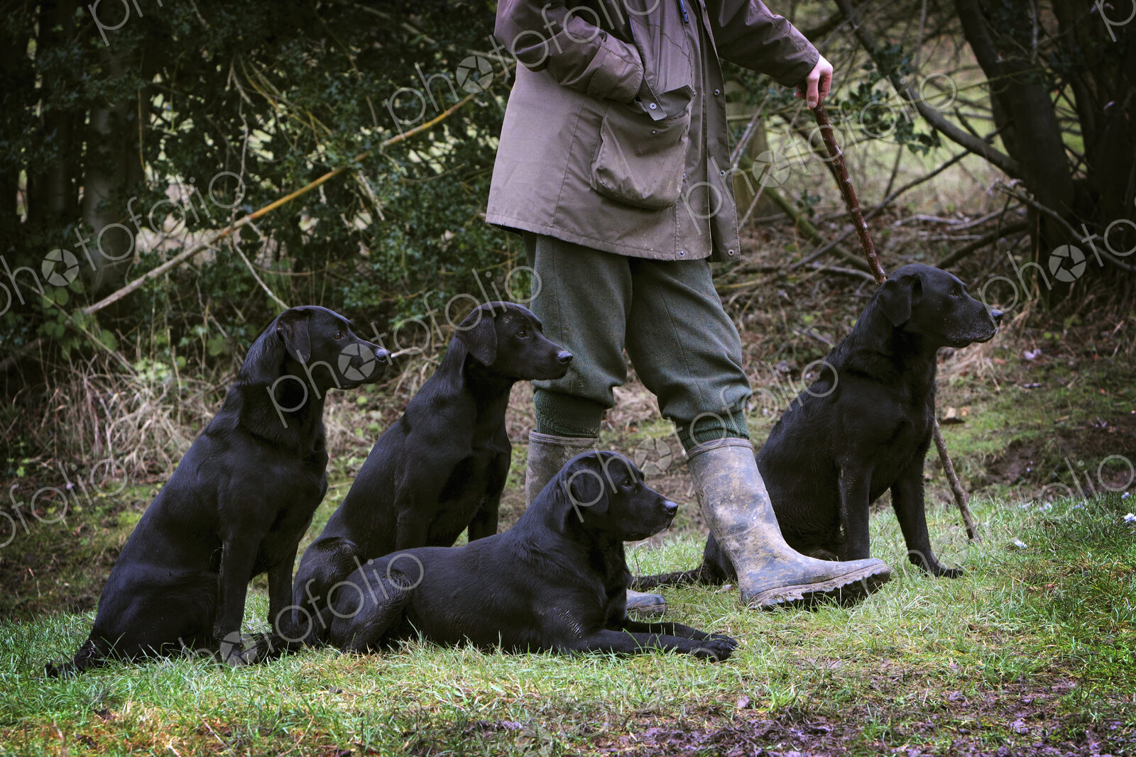 A man holding a beater’s stick with four black labrador gundogs, out on a shoot.