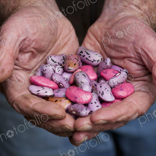 A man holding a handful of runner bean seeds, speckled pink, purple and brown.