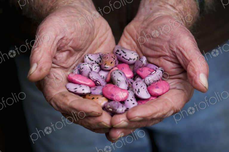 A man holding a handful of runner bean seeds, speckled pink, purple and brown.