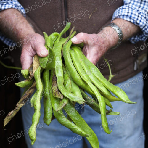 A man holding a handfull of long vivid green runner beans, fresh vegetables.