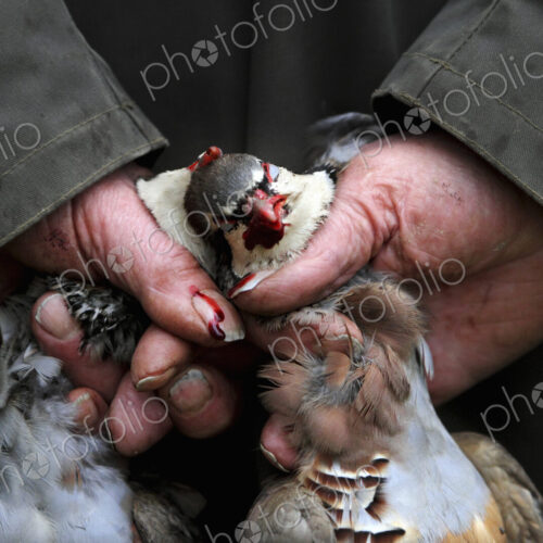 A man holding two small dead partridges on a game shoot.