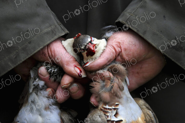 A man holding two small dead partridges on a game shoot.
