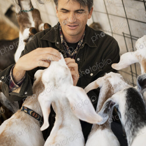 A man in a barn with a flock of goats on an organic dairy farm.