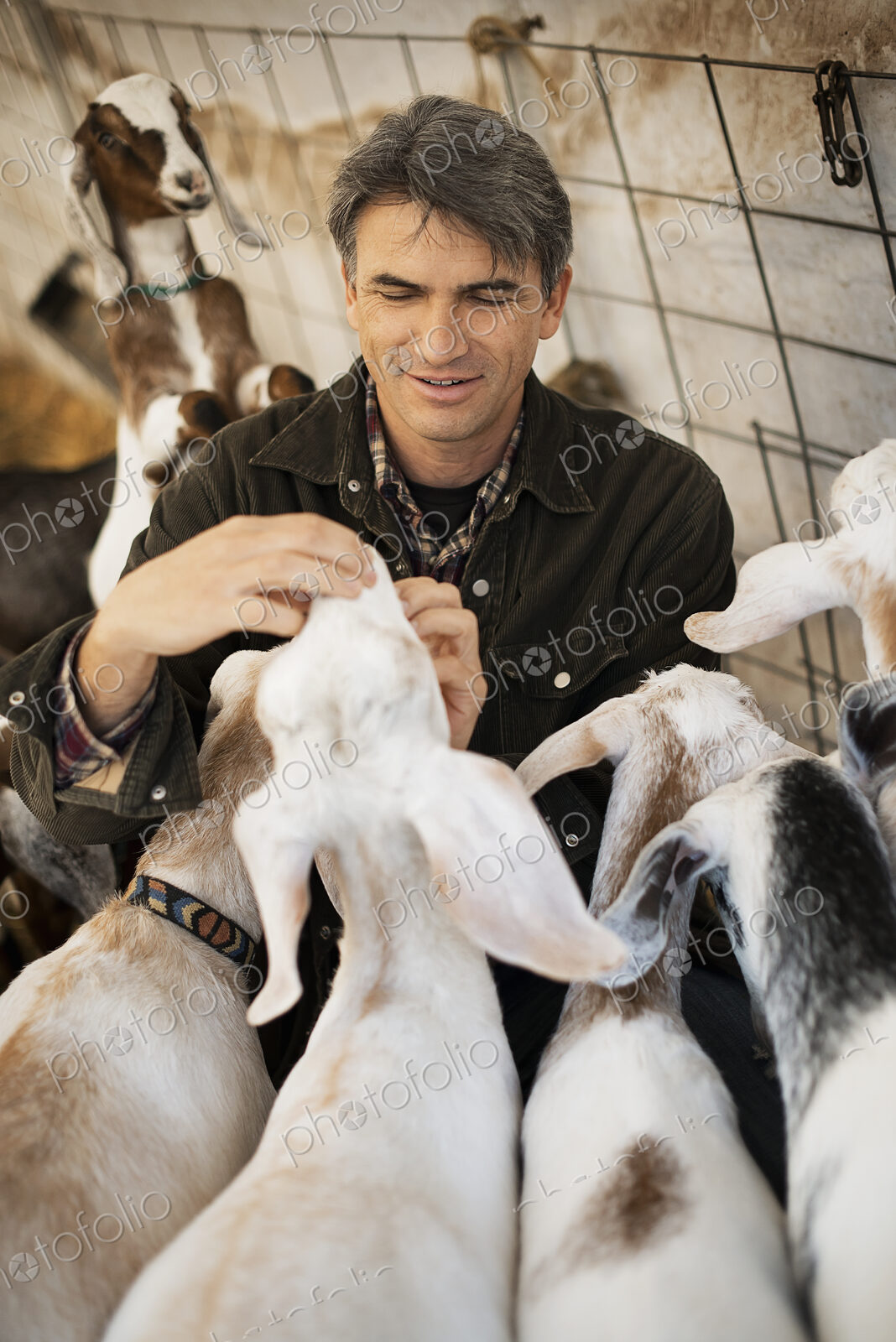 A man in a barn with a flock of goats on an organic dairy farm.