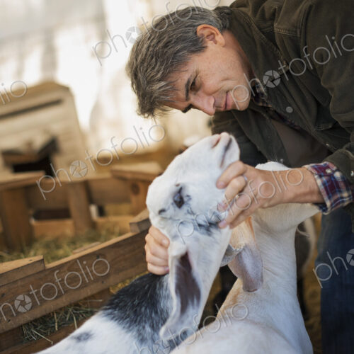A man in a barn with a flock of goats on an organic dairy farm.