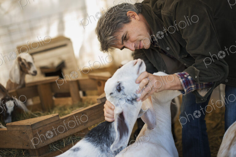 A man in a barn with a flock of goats on an organic dairy farm.