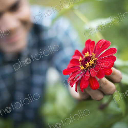 A man in a field of flowers, holding a red petalled flower, on an organic farm. A man in a field of flowers, holding a red petalled flower, on an organic farm.