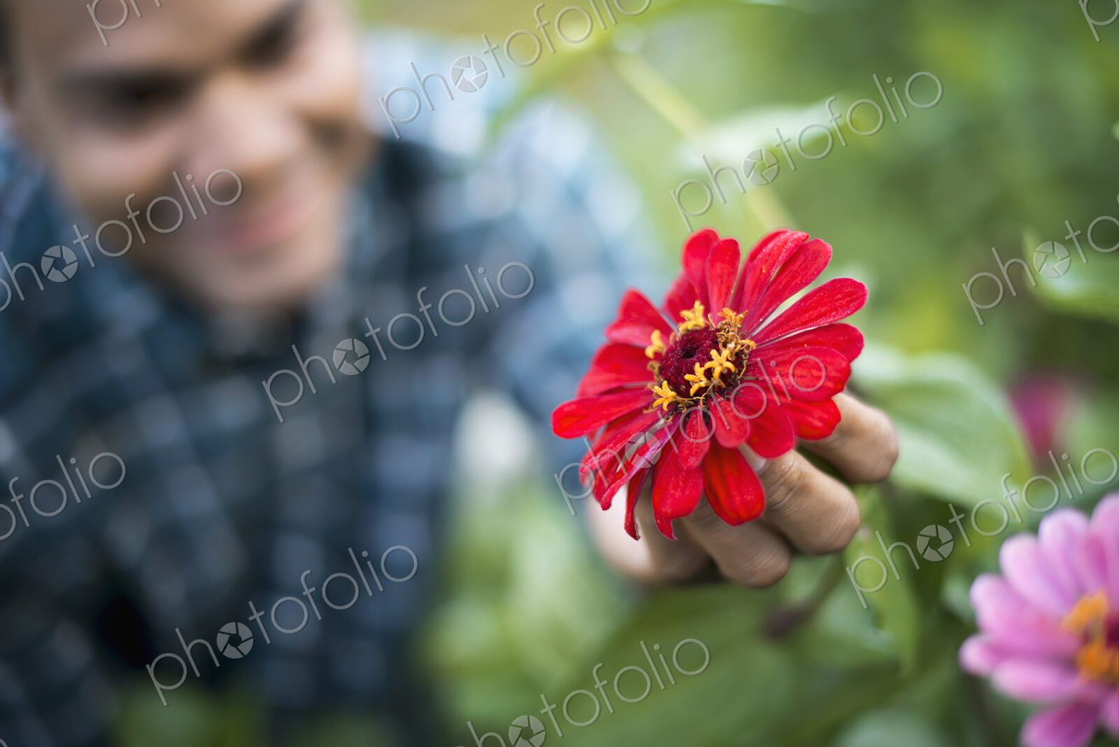 A man in a field of flowers, holding a red petalled flower, on an organic farm.