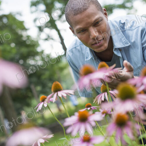A man in a garden bending to cut echinacea plants.