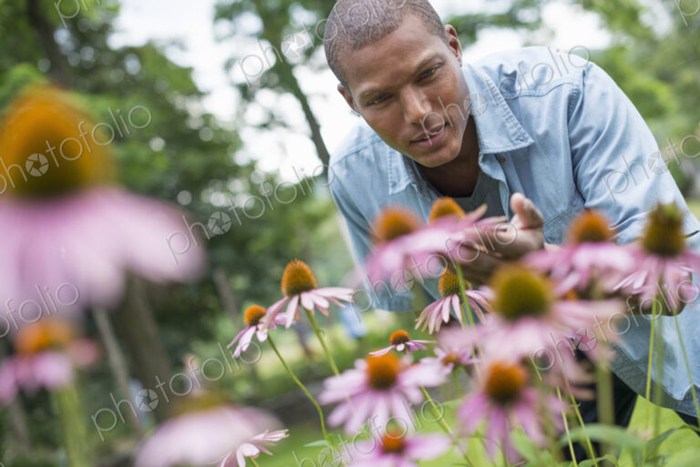 A man in a garden bending to cut echinacea plants.