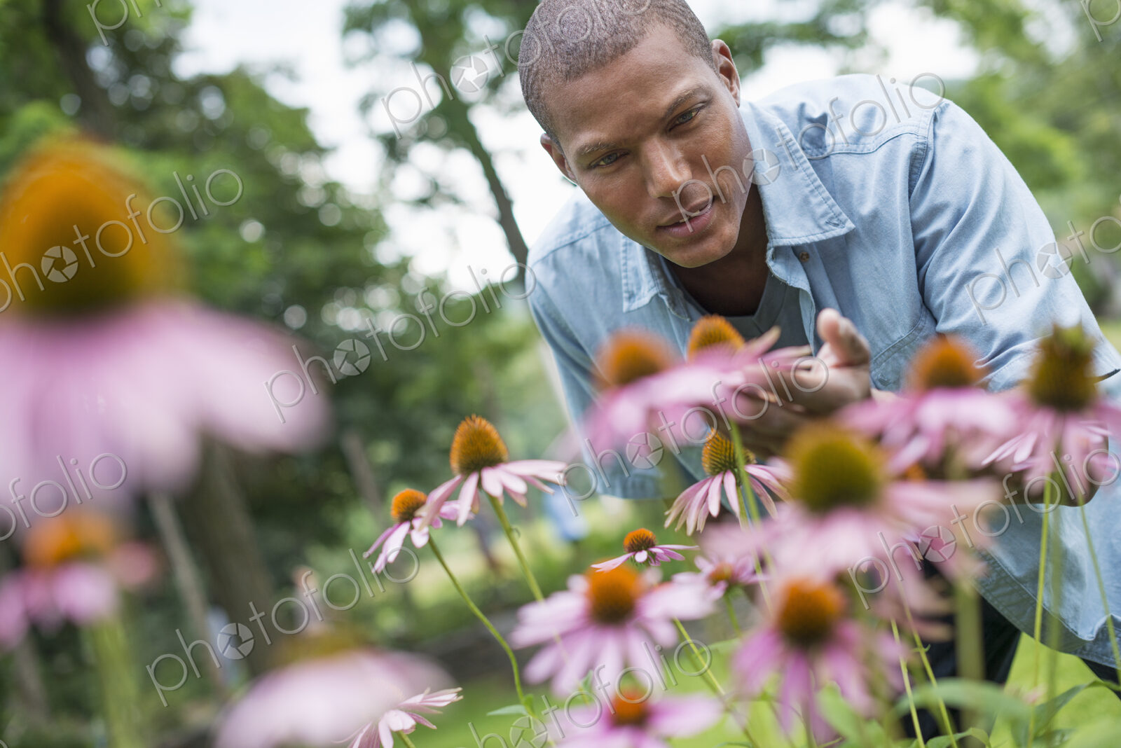 A man in a garden bending to cut echinacea plants.