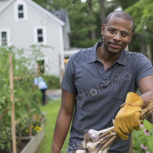 A man in gloves harvesting garlic bulbs in the vegetable garden. A man in gloves harvesting garlic bulbs in the vegetable garden.
