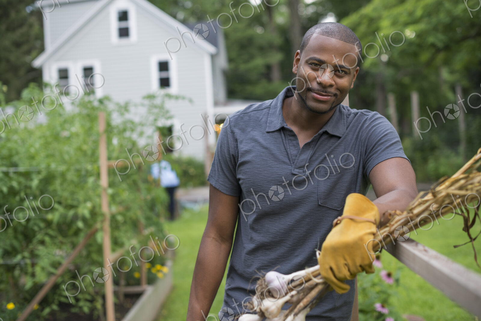 A man in gloves harvesting garlic bulbs in the vegetable garden.