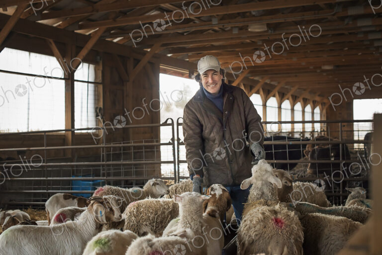A man in the livestock pen under cover, surrounded by goats.