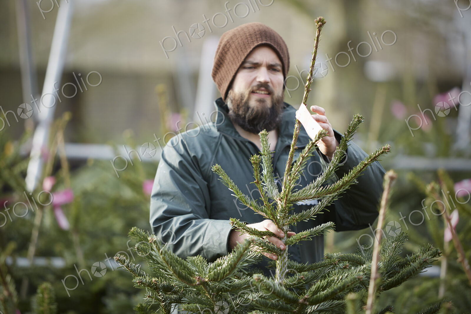 A man in winter hat and waterproof jacket handling a tall Christmas tree.