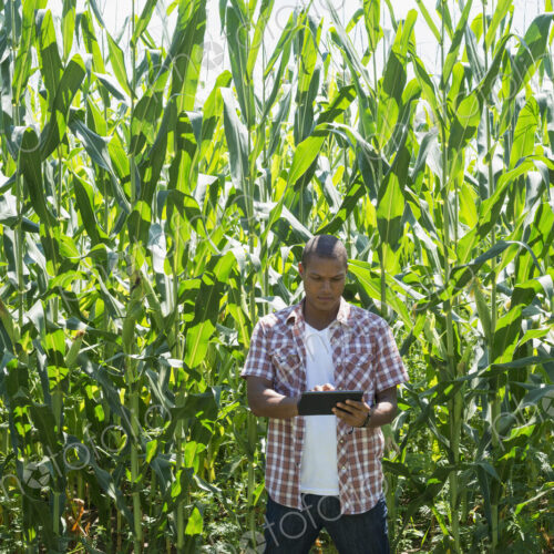 A man in working clothes standing in front of a tall maize crop, towering over him. A man in working clothes standing in front of a tall maize crop, towering over him.