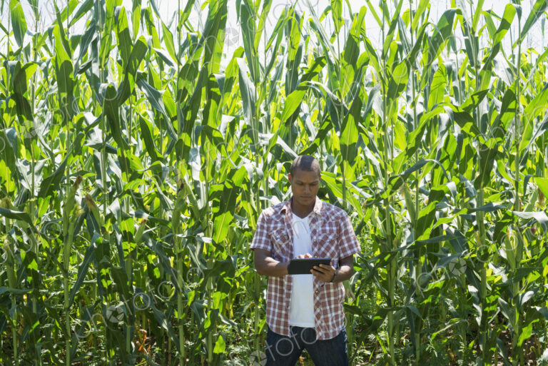 A man in working clothes standing in front of a tall maize crop, towering over him.
