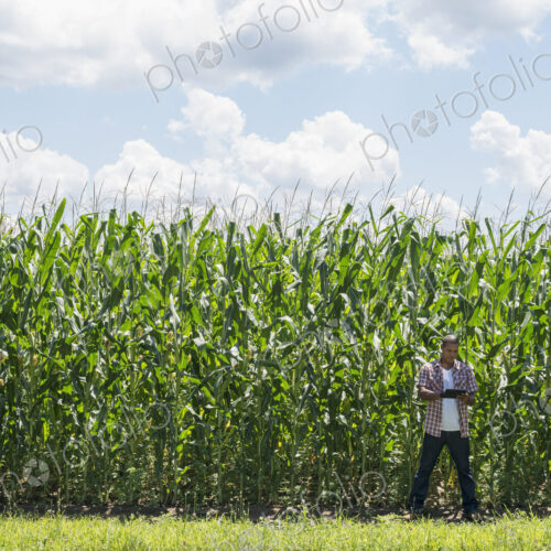 A man in working clothes standing in front of a tall maize crop, towering over him. A man in working clothes standing in front of a tall maize crop, towering over him.