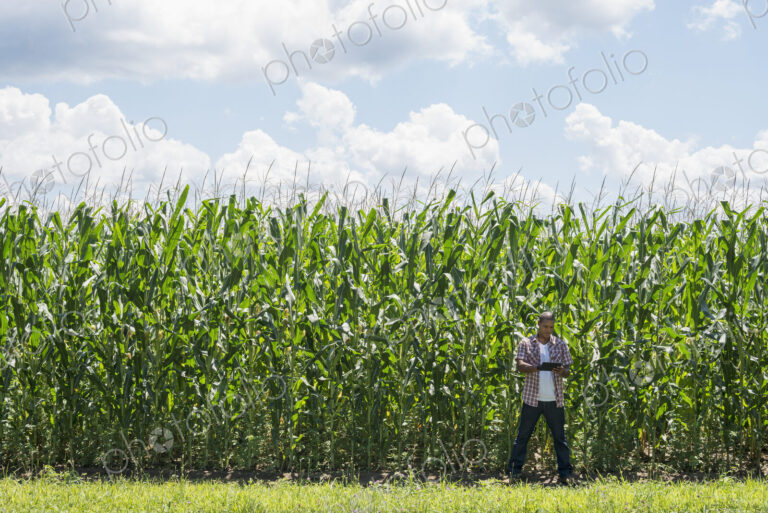 A man in working clothes standing in front of a tall maize crop, towering over him.