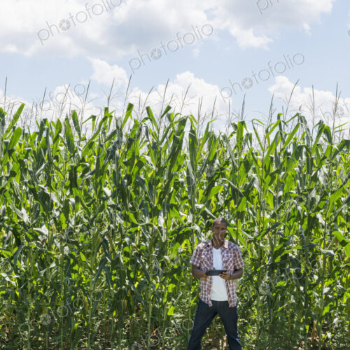 A man in working clothes standing in front of a tall maize crop, towering over him. A man in working clothes standing in front of a tall maize crop, towering over him.