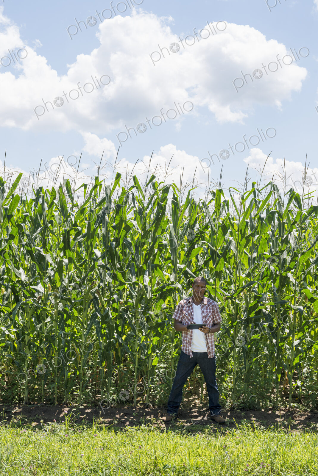 A man in working clothes standing in front of a tall maize crop, towering over him.