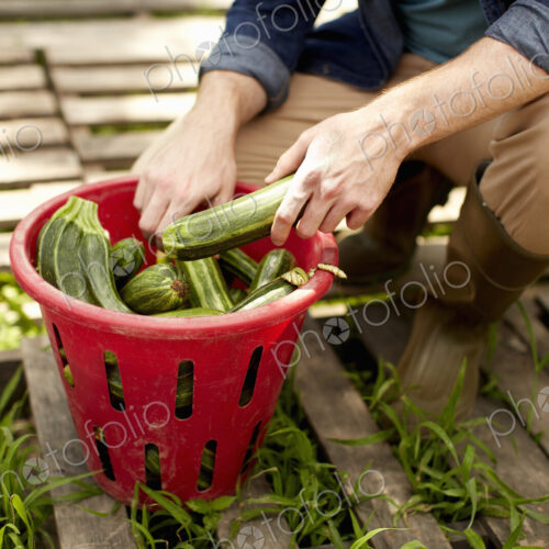 A man kneeling and sorting fresh picked vegetables, courgettes. A man kneeling and sorting fresh picked vegetables, courgettes.