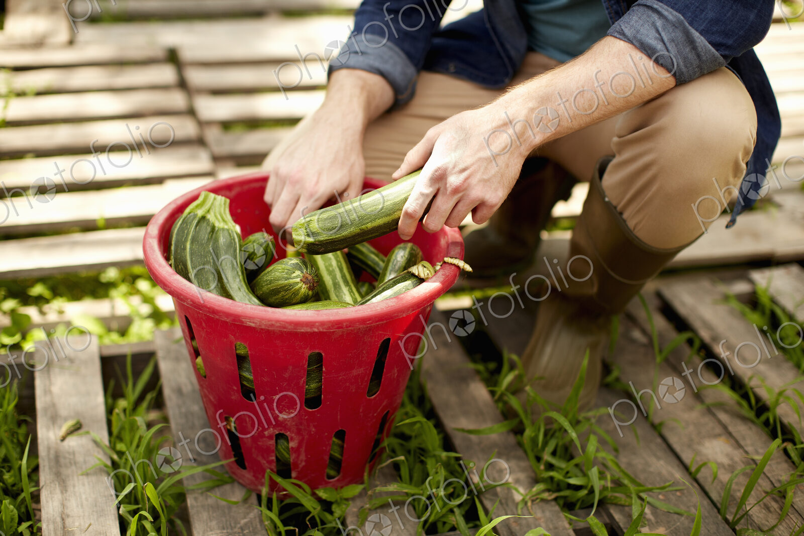 A man kneeling and sorting fresh picked vegetables, courgettes.