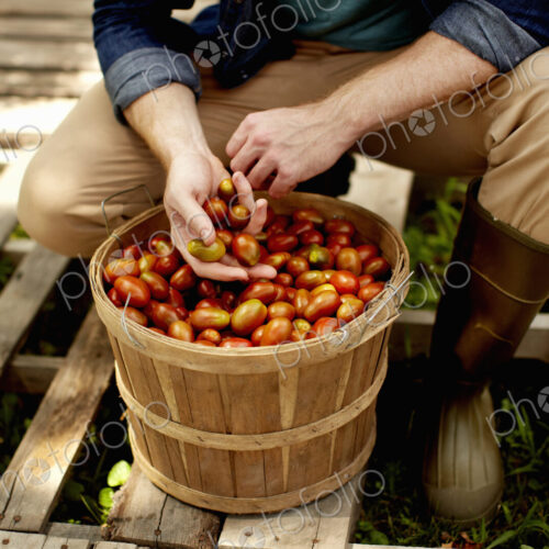 A man kneeling and sorting fresh picked vegetables, plum tomatoes. A man kneeling and sorting fresh picked vegetables, plum tomatoes.