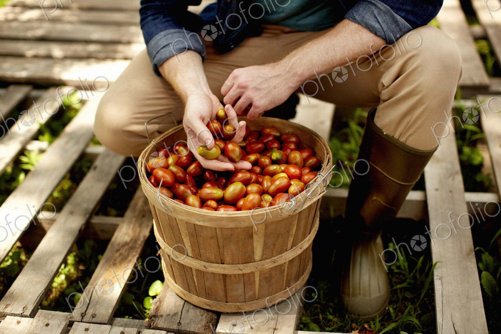 A man kneeling and sorting fresh picked vegetables, plum tomatoes.