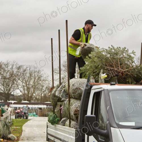 A man loading a lorry with pine trees for the Christmas tree market.