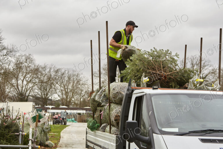 A man loading a lorry with pine trees for the Christmas tree market.