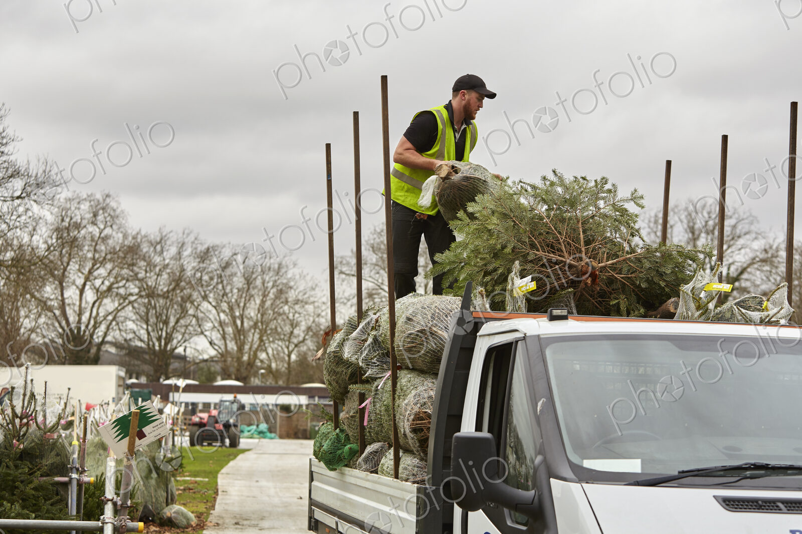 A man loading a lorry with pine trees for the Christmas tree market.