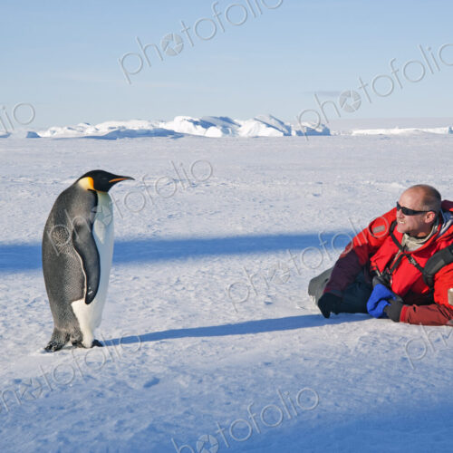 A man lying on his side on the ice, close to an emperor penguin standing motionless.