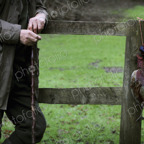A man on a pheasant shoot, leaning against a fence holding a beater's thumbstick A man on a pheasant shoot, leaning against a fence holding a beater's thumbstick