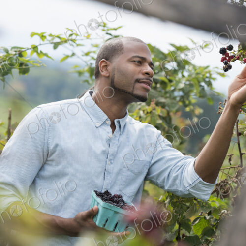 A man reaching up to pick berries from a blackberry bush on an organic fruit farm. A man reaching up to pick berries from a blackberry bush on an organic fruit farm.