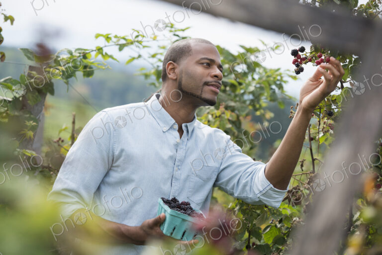 A man reaching up to pick berries from a blackberry bush on an organic fruit farm.