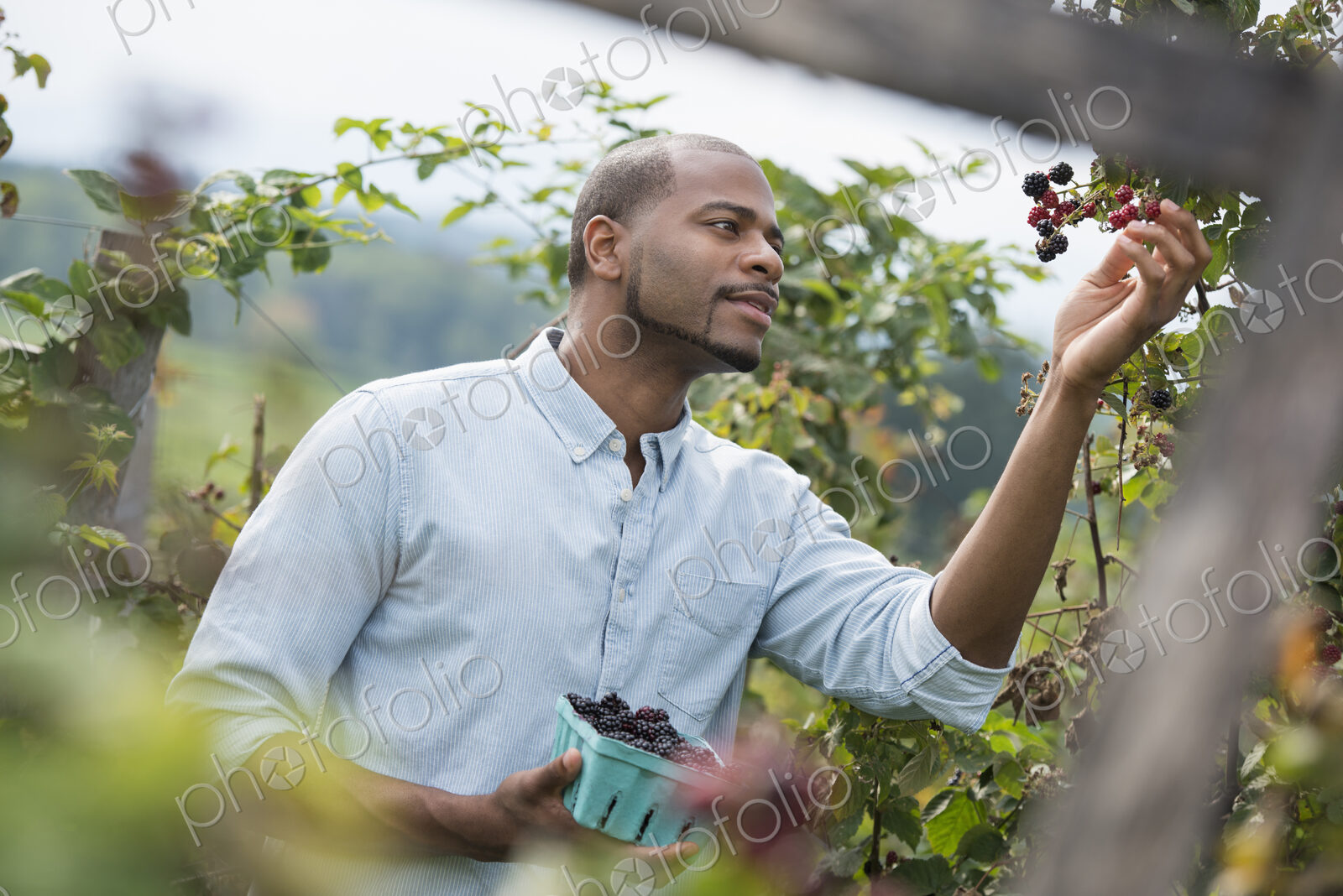 A man reaching up to pick berries from a blackberry bush on an organic fruit farm.