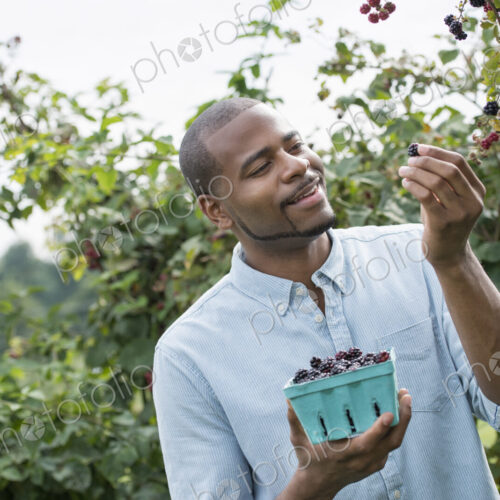 A man reaching up to pick berries from a blackberry bush on an organic fruit farm. A man reaching up to pick berries from a blackberry bush on an organic fruit farm.