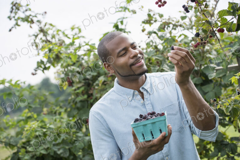 A man reaching up to pick berries from a blackberry bush on an organic fruit farm.