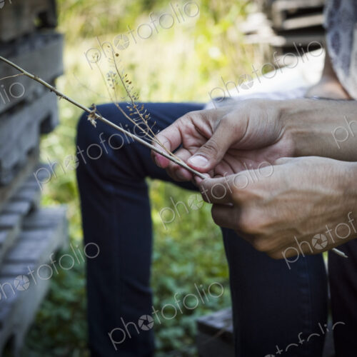 A man sitting in the shade holding a handful of plant stalks. A man sitting in the shade holding a handful of plant stalks.