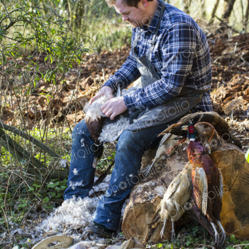 A man sitting on a tree stump plucking feathers from a game bird carcass.