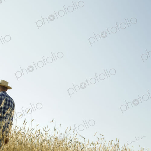 A man standing in a field of ripening wheat crop. A man standing in a field of ripening wheat crop.