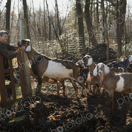 A man standing in a paddock with a flock of goats, on an organic dairy farm. A man standing in a paddock with a flock of goats, on an organic dairy farm.