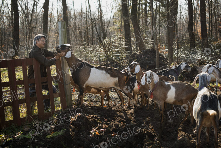 A man standing in a paddock with a flock of goats, on an organic dairy farm.