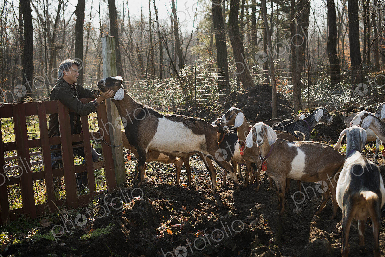 A man standing in a paddock with a flock of goats, on an organic dairy farm.