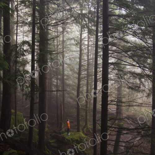 A man stands on a mossy rock overlooking a thick forest on a foggy morning near North… A man stands on a mossy rock overlooking a thick forest on a foggy morning near North…
