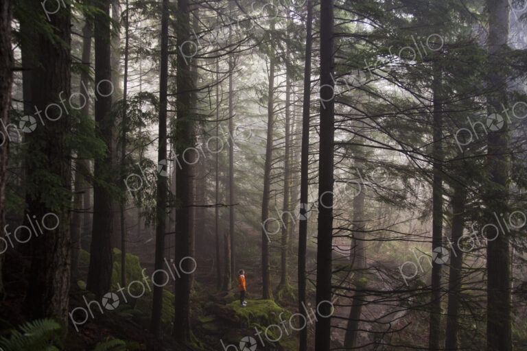 A man stands on a mossy rock overlooking a thick forest on a foggy morning near North…