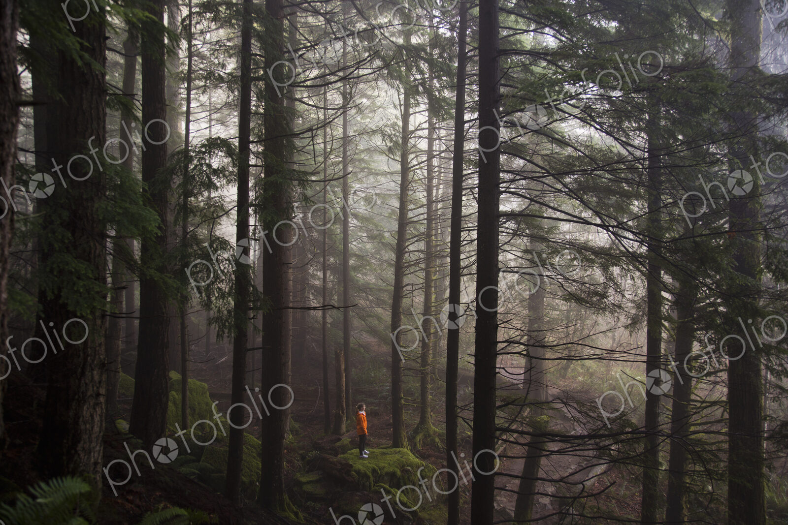 A man stands on a mossy rock overlooking a thick forest on a foggy morning near North…