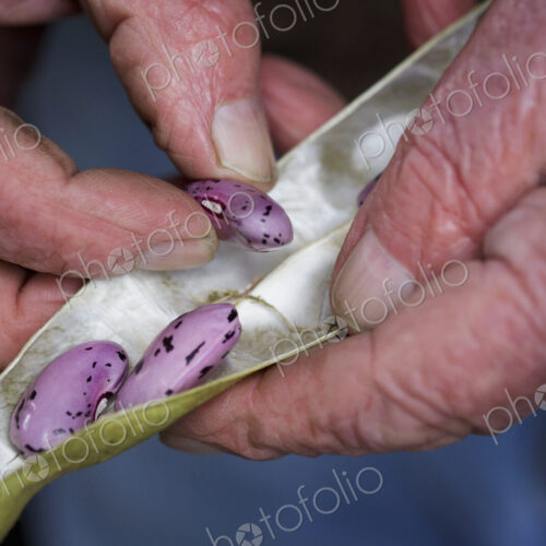 A man taking runner bean seeds out of the dried pods.