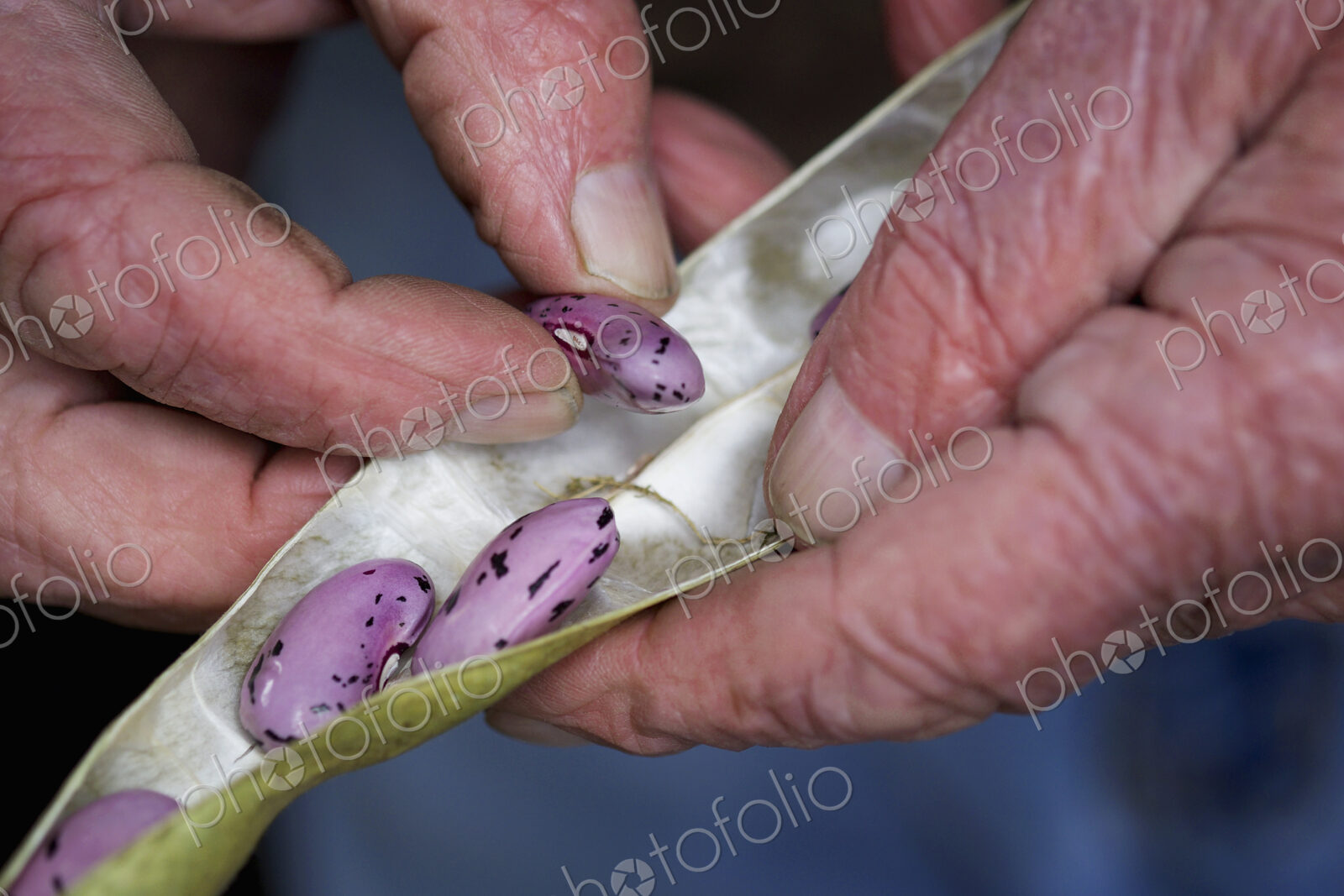 A man taking runner bean seeds out of the dried pods.
